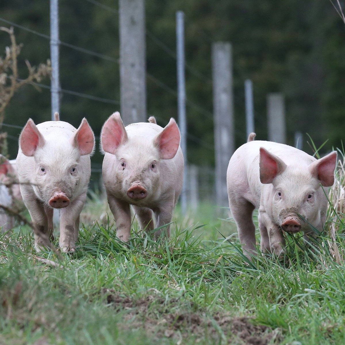 Weaner Piglets - 101016