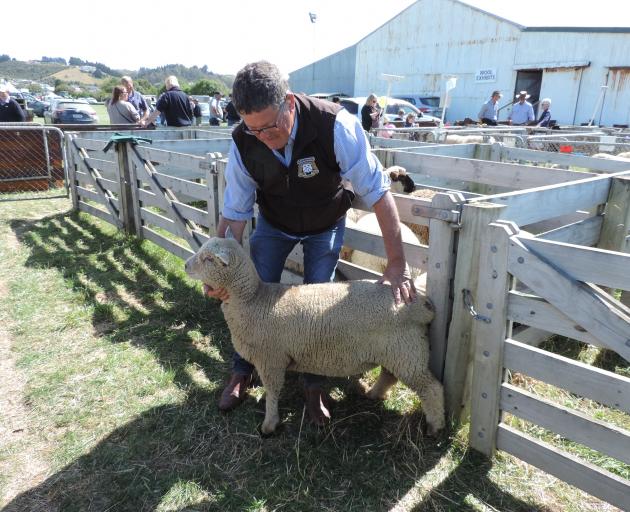 tasvic-ewe-lamb-1